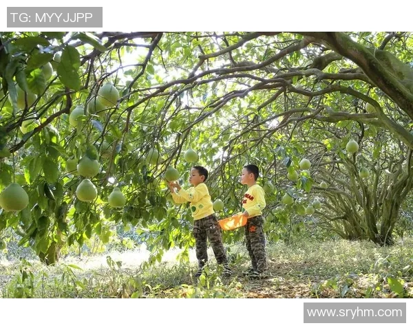 果园采摘乐：亲手摘果品味自然，感受丰收的喜悦与幸福